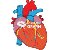 Heart transplantation front 2 - Edit and Customize Icons of Heart transplantation front 2 Heart transplantation front 2 Icons, Symbols, Pictures, and Images