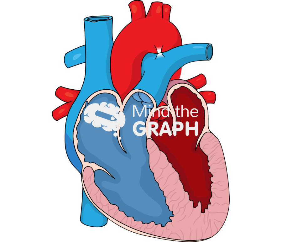 Heart ventricle cut Icons, Symbols, Pictures, and Images
