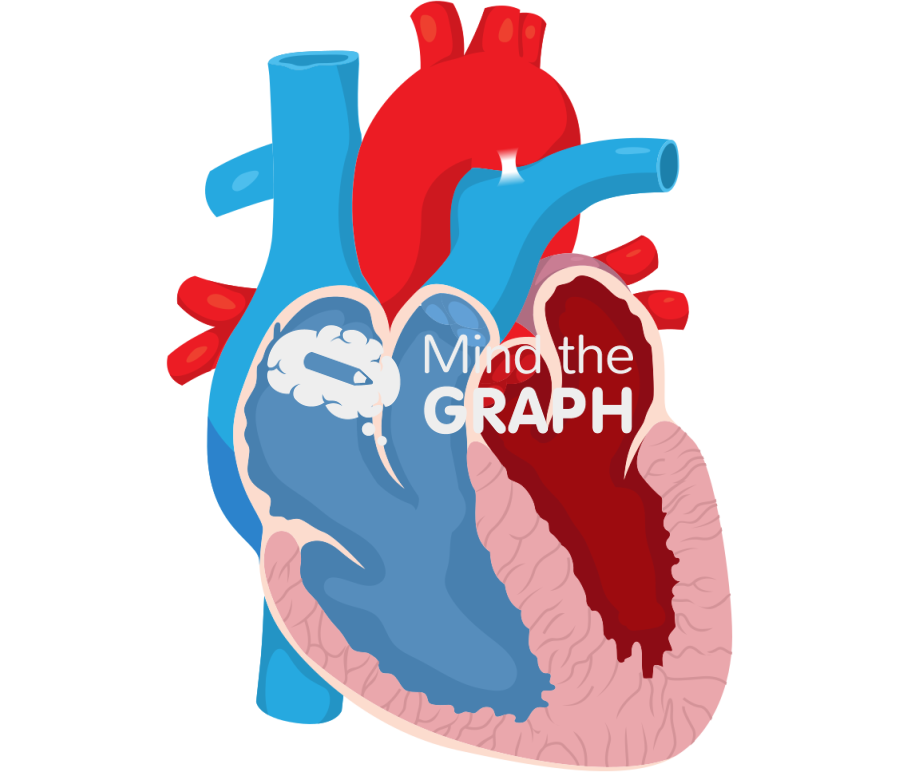 Heart ventricle cut Icons, Symbols, Pictures, and Images