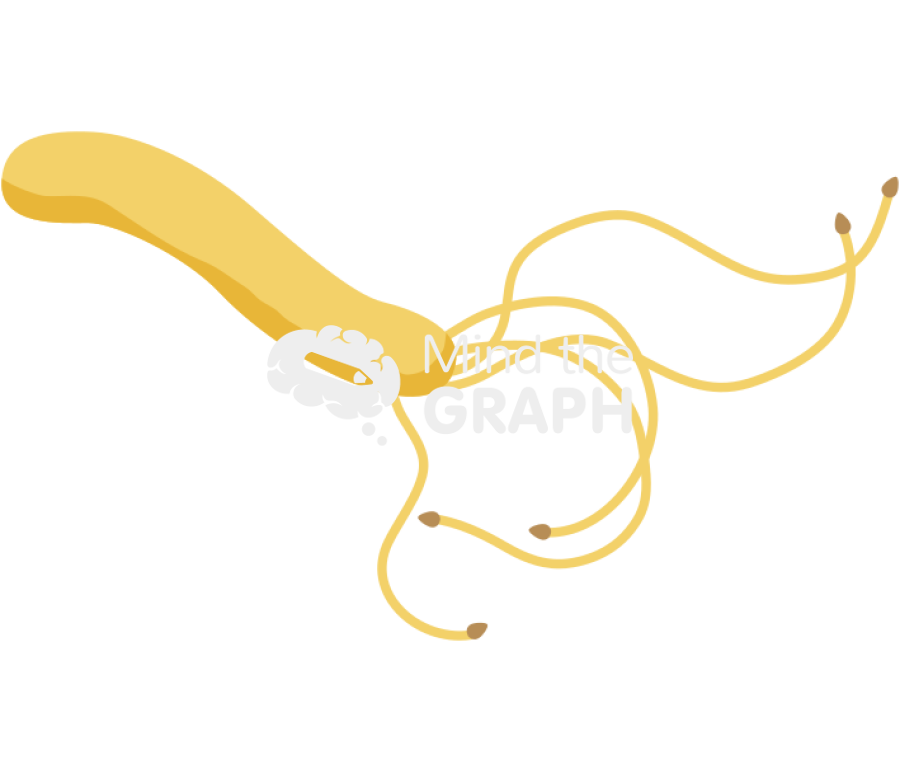 Helicobacter pylori Icons, Symbols, Pictures, and Images