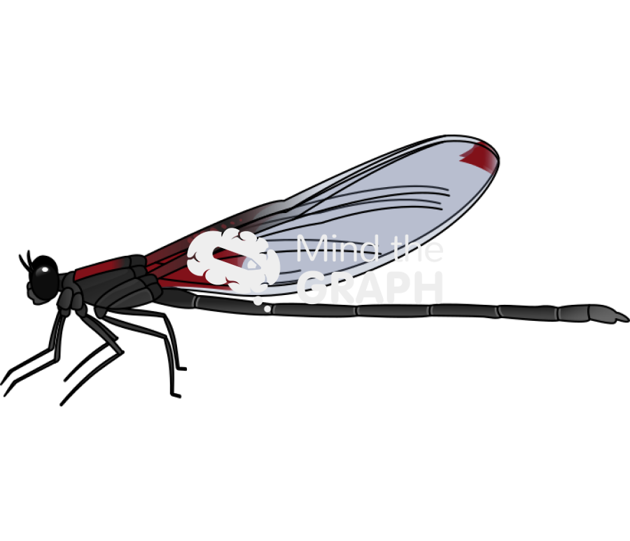 Hetaerina aurora lateral Icons, Symbols, Pictures, and Images