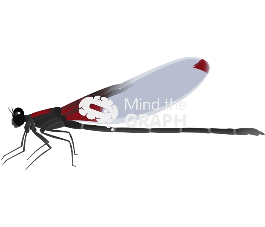 Hetaerina aurora lateral Icons, Symbols, Pictures, and Images