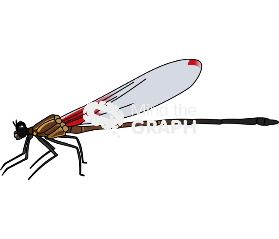 Hetaerina caja lateral Icons, Symbols, Pictures, and Images