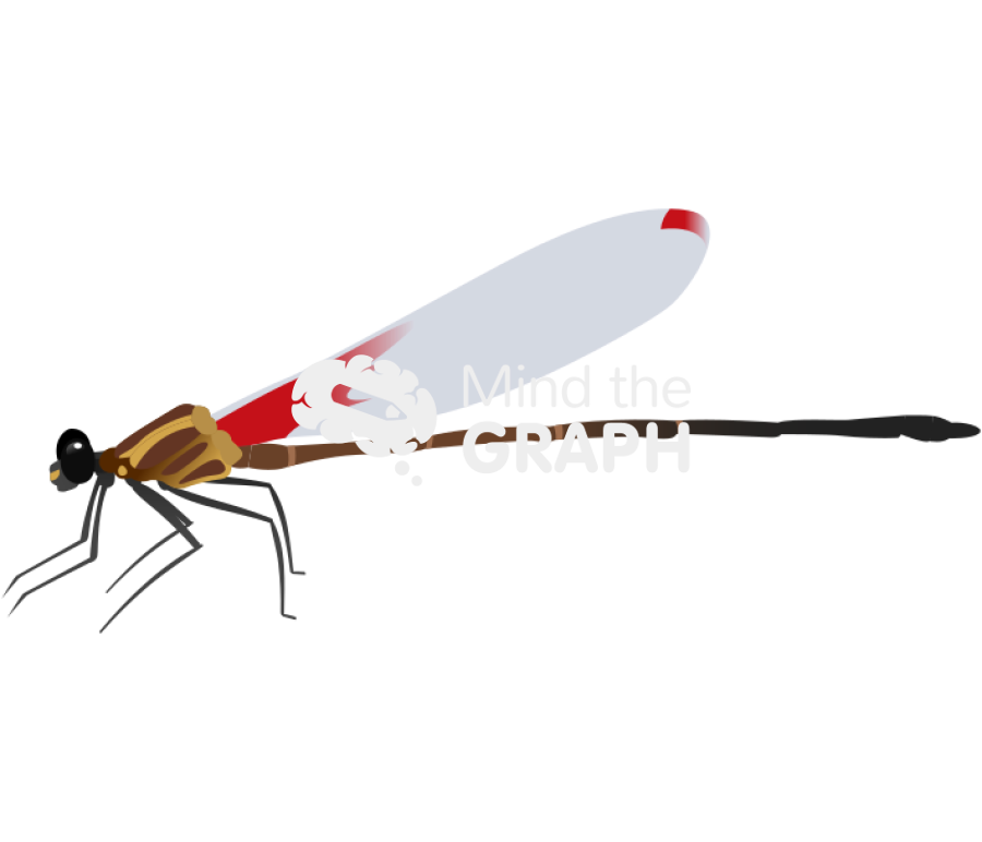 Hetaerina caja lateral Icons, Symbols, Pictures, and Images