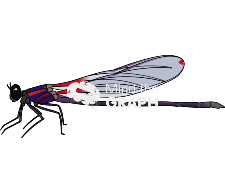 Hetaerina capitalis lateral Icons, Symbols, Pictures, and Images