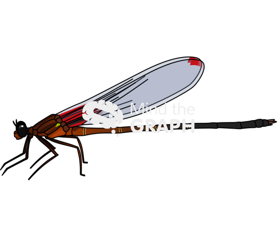 Hetaerina cruentata lateral Icons, Symbols, Pictures, and Images