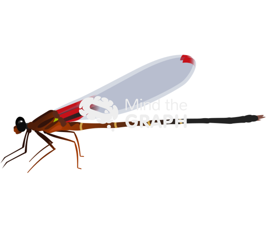 Hetaerina cruentata lateral Icons, Symbols, Pictures, and Images