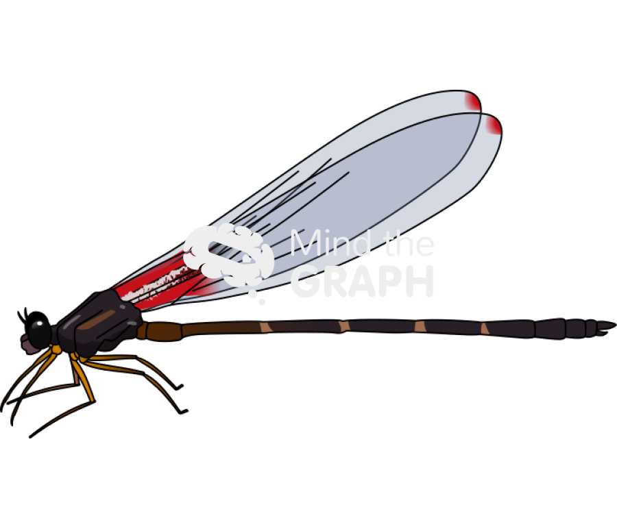 Hetaerina infecta male lateral Icons, Symbols, Pictures, and Images