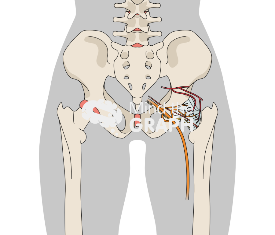 Hip joint innervation back Icons, Symbols, Pictures, and Images