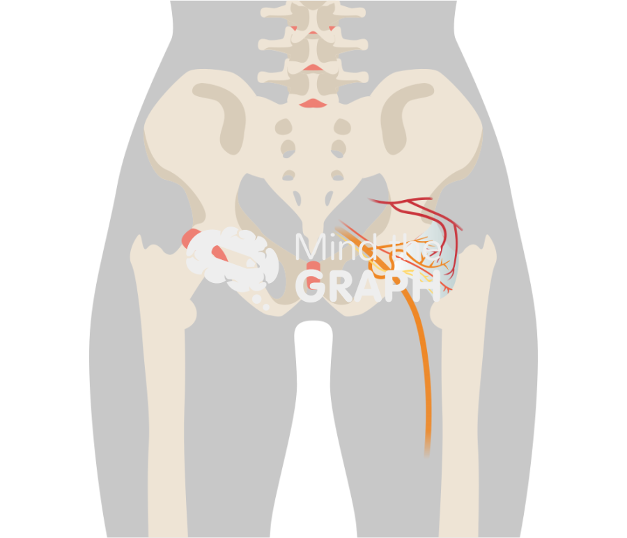 Hip joint innervation back Icons, Symbols, Pictures, and Images