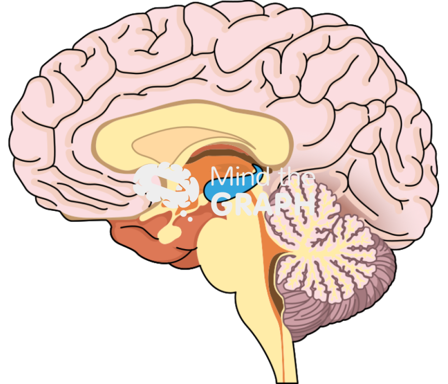 Hippocampus brain side cut Icons, Symbols, Pictures, and Images