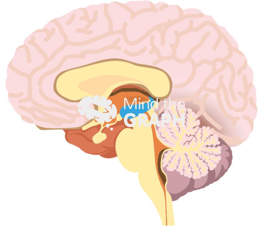 Hippocampus brain side cut Icons, Symbols, Pictures, and Images