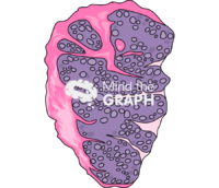 Histology tonsils Icons, Symbols, Pictures, and Images