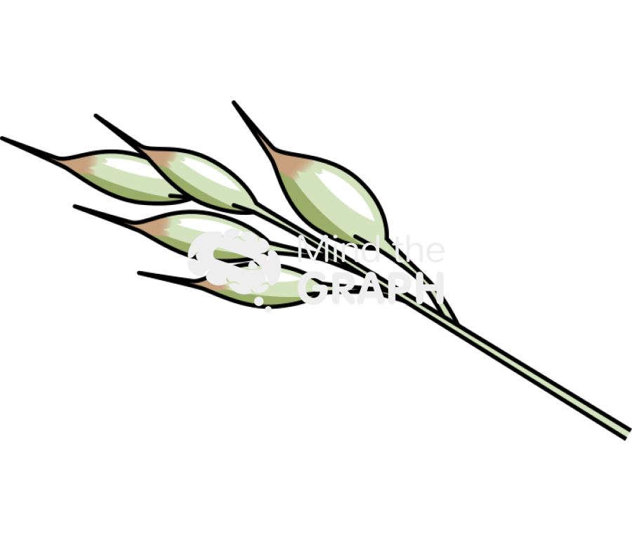 Holcus species velvet grass flower Icons, Symbols, Pictures, and Images