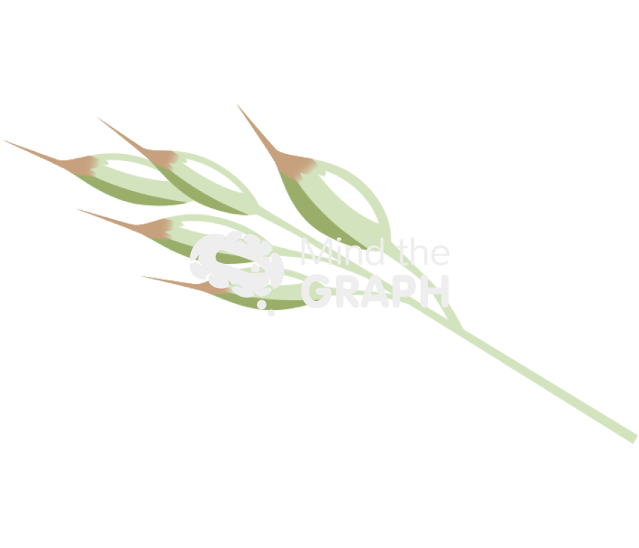 Holcus species velvet grass flower Icons, Symbols, Pictures, and Images