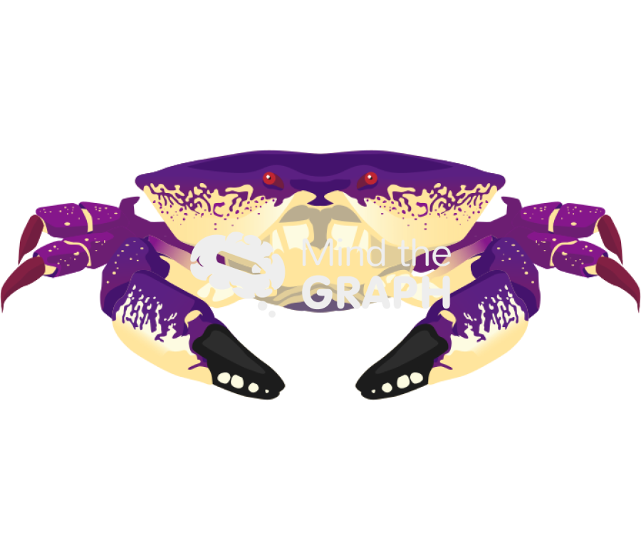 Homalaspis plana chilean crab front Icons, Symbols, Pictures, and Images