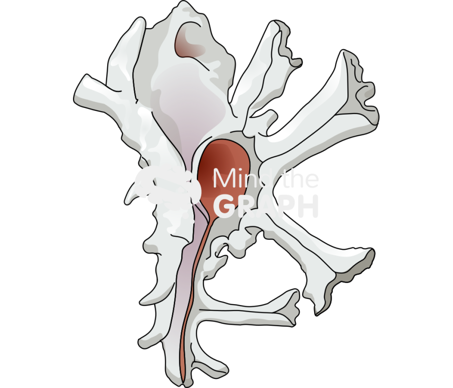 Homalocantha zamboi front Icons, Symbols, Pictures, and Images