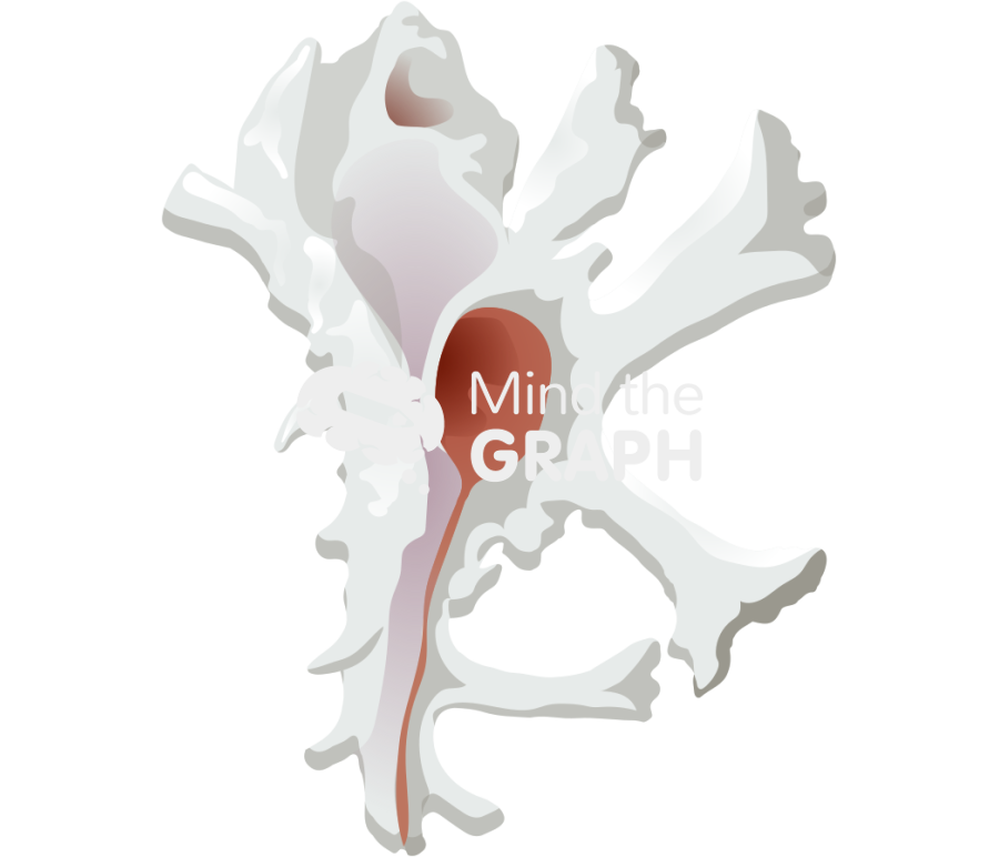 Homalocantha zamboi front Icons, Symbols, Pictures, and Images