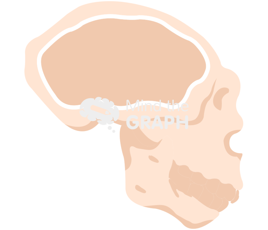 Homo erectus cranium Icons, Symbols, Pictures, and Images