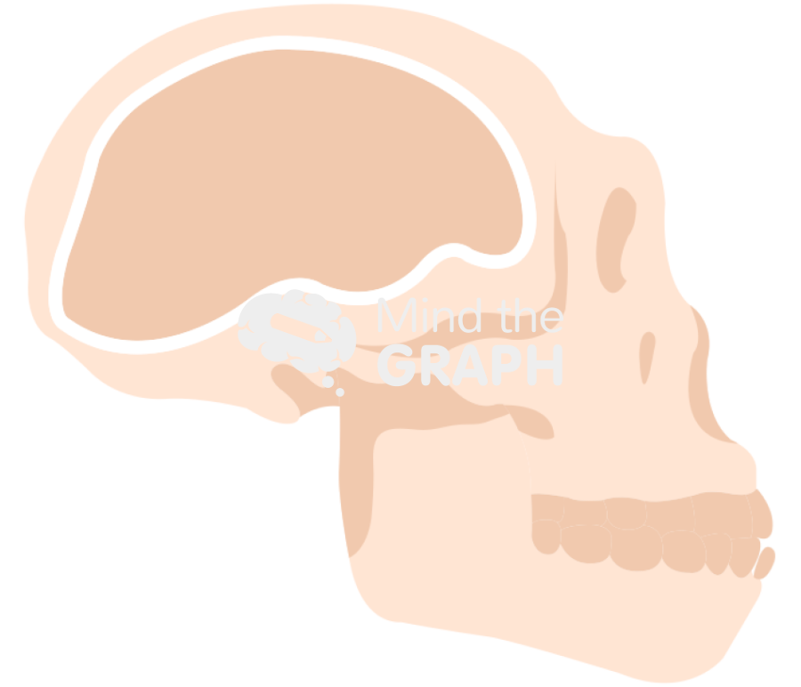 Homo habilis cranium Icons, Symbols, Pictures, and Images