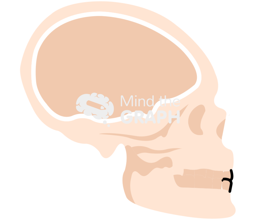Homo sapiens neanderthalensis cranium Icons, Symbols, Pictures, and Images