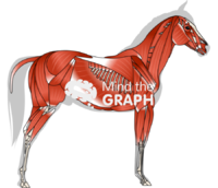 Horse equine muscular system side view Icons, Symbols, Pictures, and Images