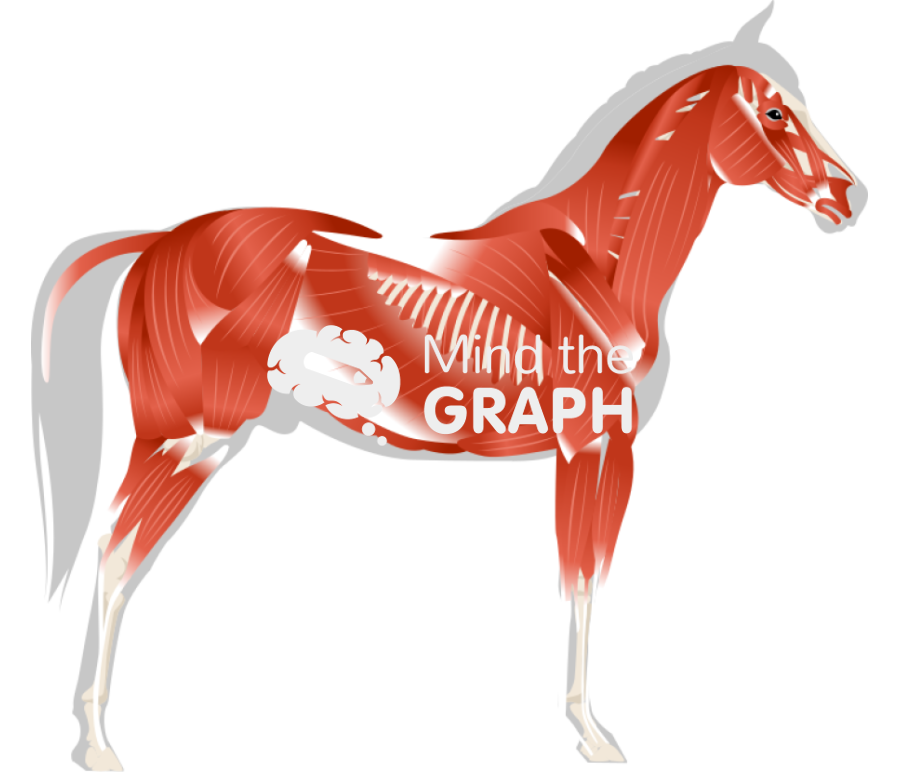 Horse equine muscular system side view Icons, Symbols, Pictures, and Images