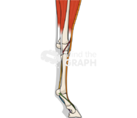 Horse forelimb bones tendons highlighted shape lateral Icons, Symbols, Pictures, and Images