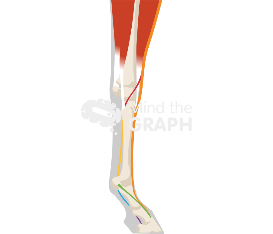 Horse forelimb bones tendons highlighted shape lateral Icons, Symbols, Pictures, and Images