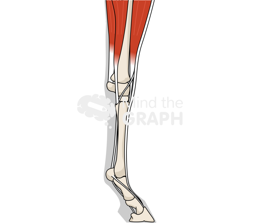 Horse forelimb bones tendons shape lateral Icons, Symbols, Pictures, and Images