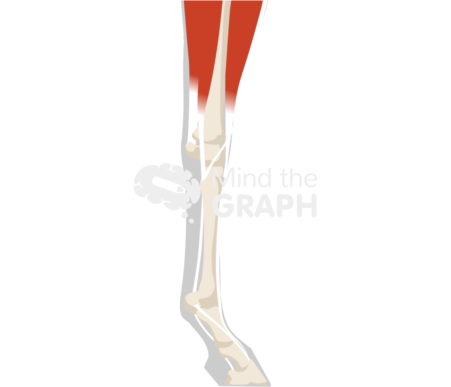 Horse forelimb bones tendons shape lateral Icons, Symbols, Pictures, and Images