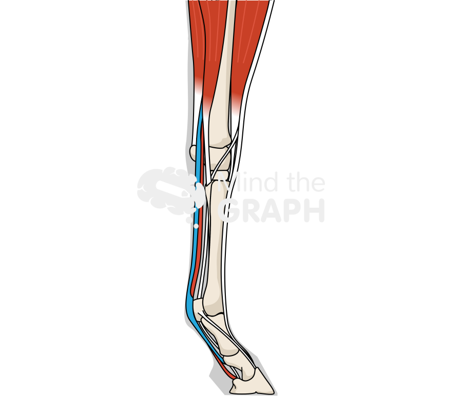 Horse forelimb circulatory bones tendons shape lateral Icons, Symbols, Pictures, and Images