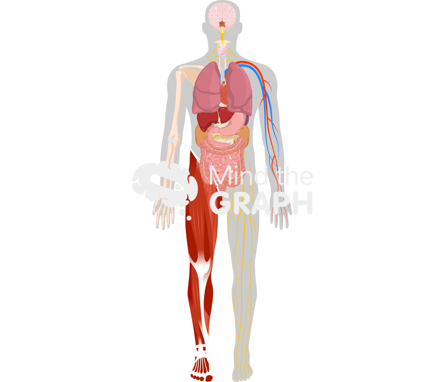 Human all systems shape front Icons, Symbols, Pictures, and Images