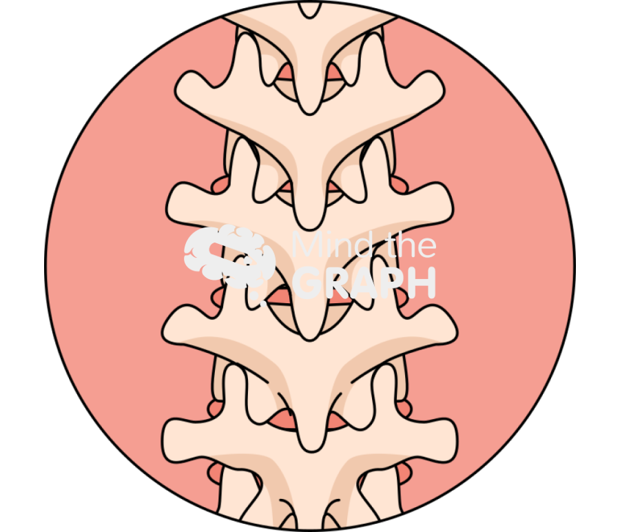 Human column back t9 t12 tzoom Icons, Symbols, Pictures, and Images