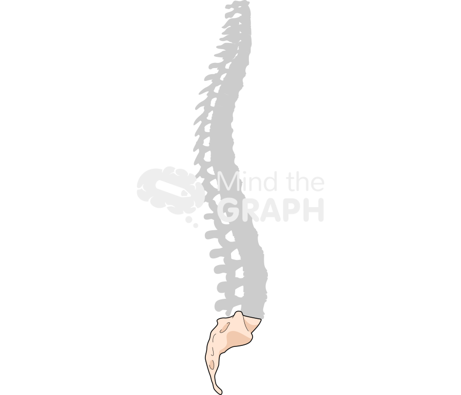 Human column lateral coccyx shape Icons, Symbols, Pictures, and Images