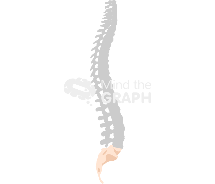 Human column lateral coccyx shape Icons, Symbols, Pictures, and Images