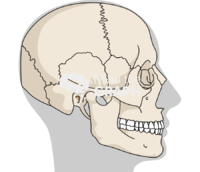 Human cranium detailed side shape Icons, Symbols, Pictures, and Images
