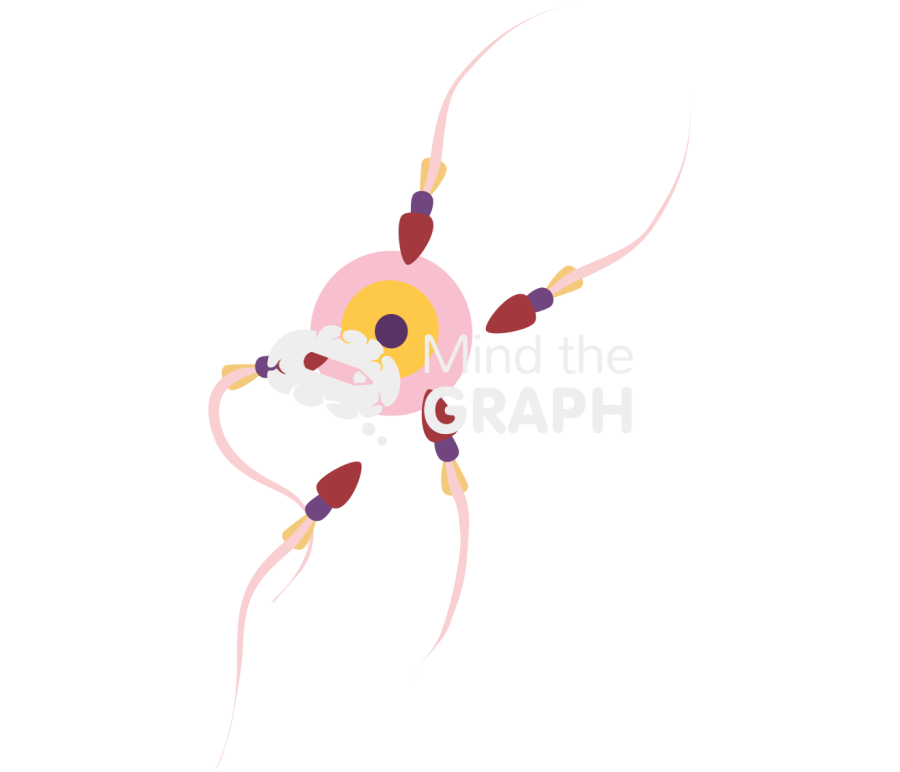 Egg cell spermatozoon human Icons, Symbols, Pictures, and Images