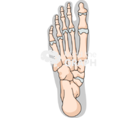 Human foot bones shape inferior Icons, Symbols, Pictures, and Images