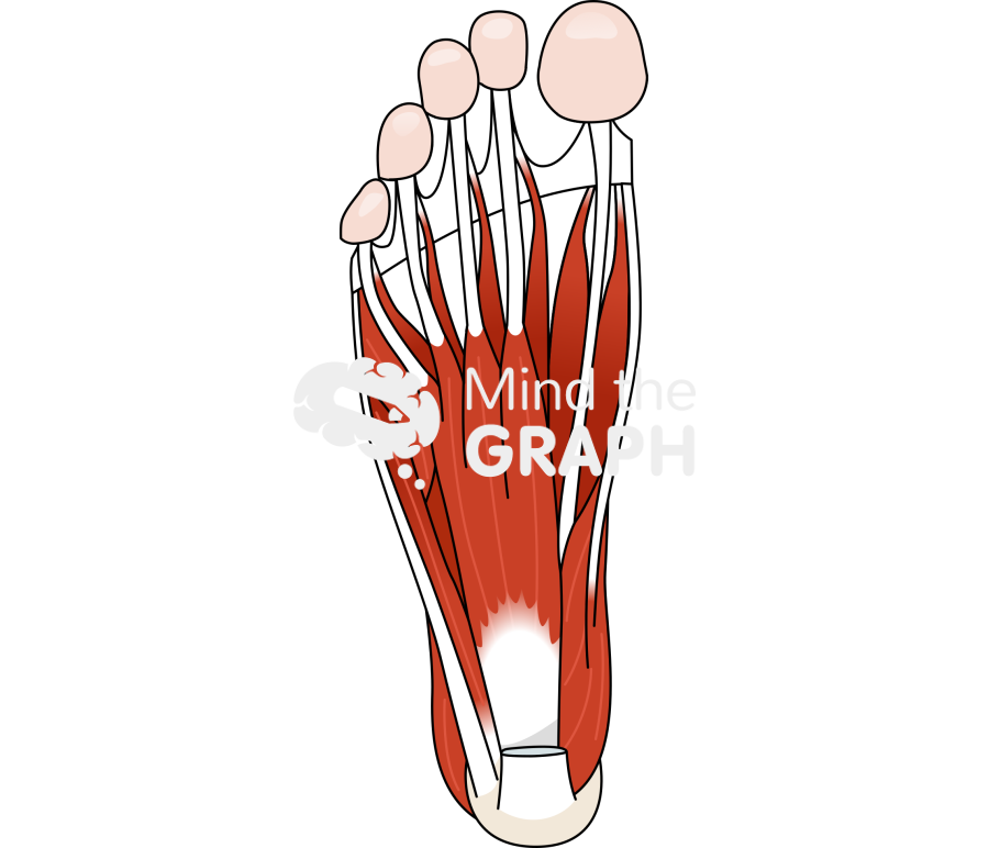 Human foot muscles inferior Icons, Symbols, Pictures, and Images