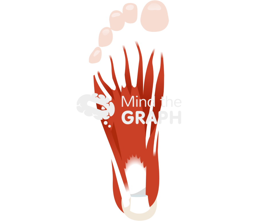 Human foot muscles inferior Icons, Symbols, Pictures, and Images