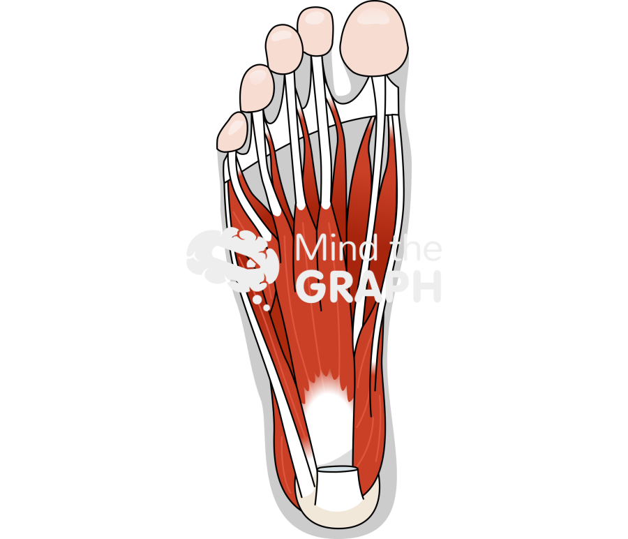 Human foot muscles inferior shape Icons, Symbols, Pictures, and Images