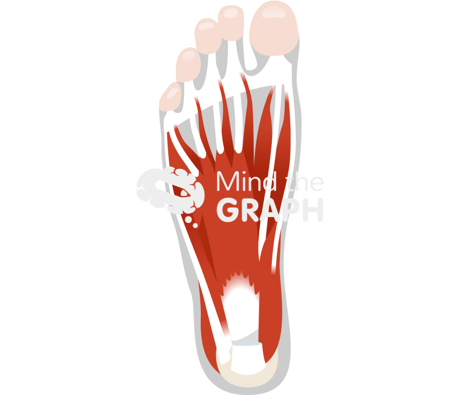 Human foot muscles inferior shape Icons, Symbols, Pictures, and Images