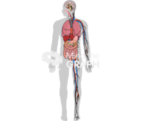 Human organs affected malaria - Edit and Customize Icons of Human organs affected malaria Human organs affected malaria Icons, Symbols, Pictures, and Images