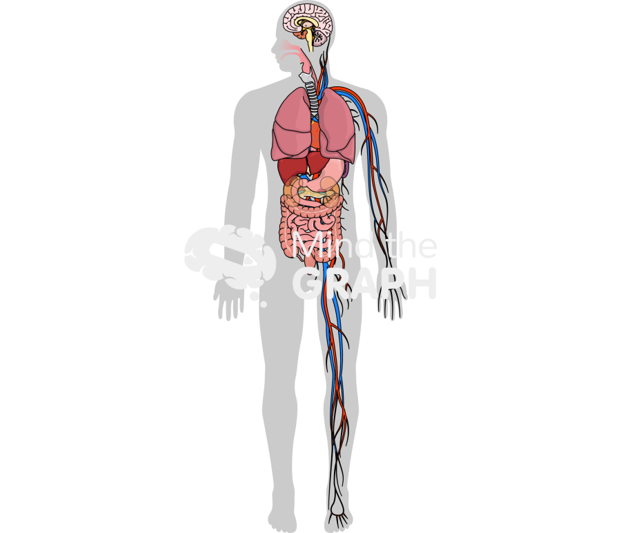 Human organs affected malaria Icons, Symbols, Pictures, and Images