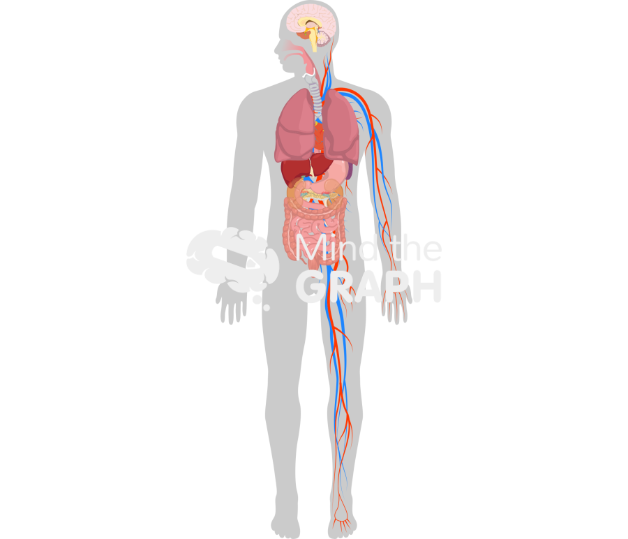 Human organs affected malaria Icons, Symbols, Pictures, and Images