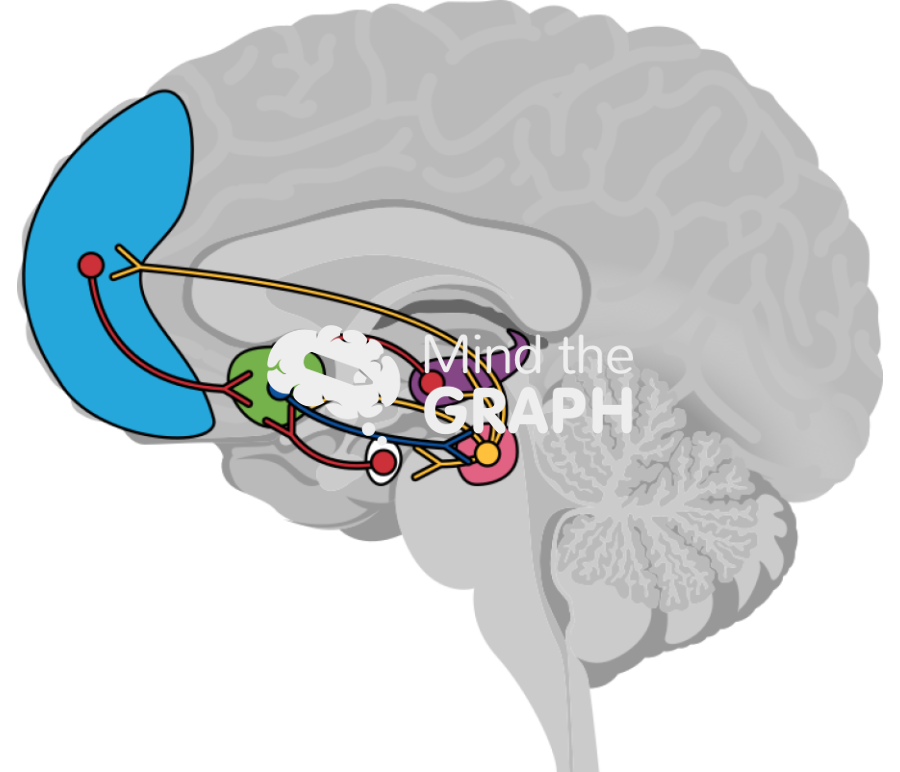 Human reward system mesocorticolimbic circuit Icons, Symbols, Pictures, and Images