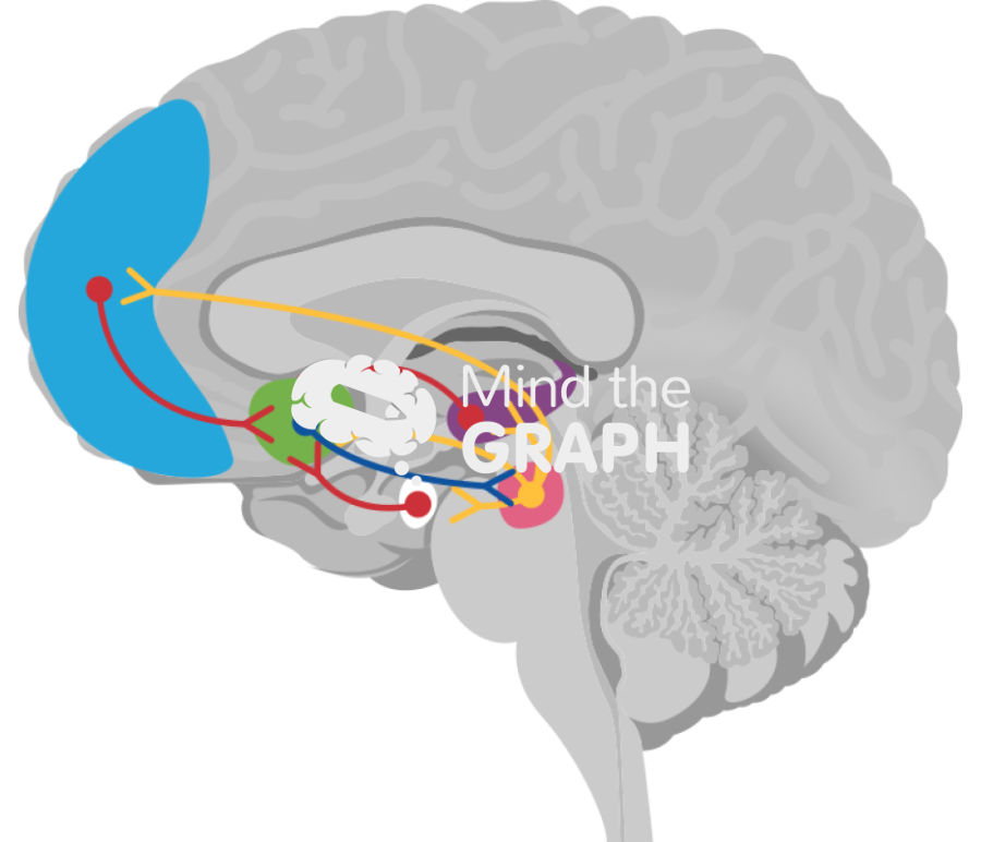 Human reward system mesocorticolimbic circuit Icons, Symbols, Pictures, and Images