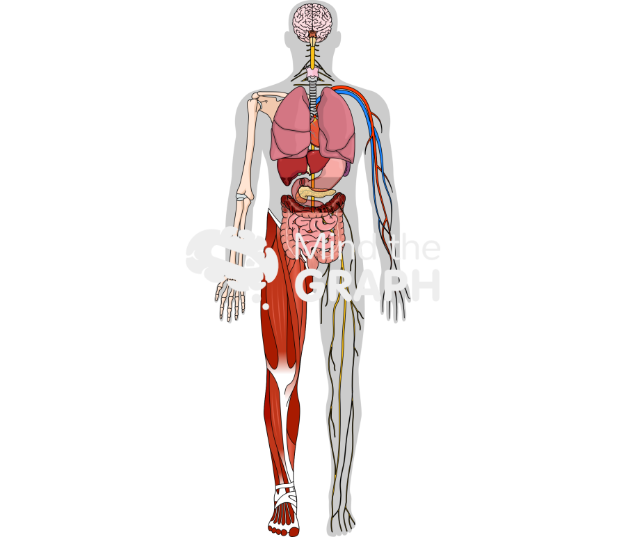 Human systems front shape Icons, Symbols, Pictures, and Images