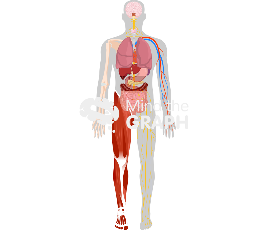 Human systems front shape Icons, Symbols, Pictures, and Images